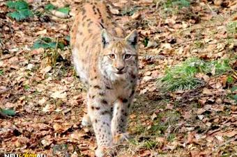 Ferienwohnungen Ferienanlage Am Nationalpark - Umgebung