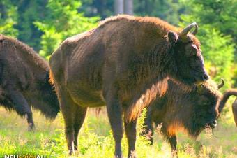 Ferienwohnungen Ferienanlage Am Nationalpark - Umgebung