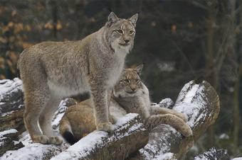 Ferienwohnungen Ferienanlage Am Nationalpark - Umgebung