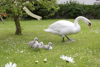Fewo Haus Heberle - Garten